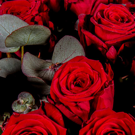 EuroFlora Rozenboeket | Rood | vanaf € 65