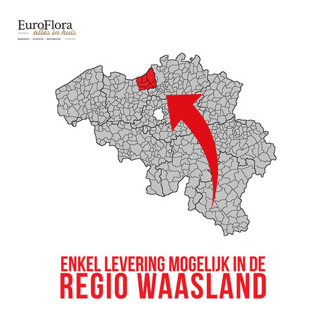 EuroFlora | Grafstuk Bolvormig | Wit/ roze | vanaf € 50