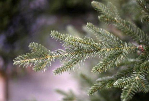 Our Nordic Christmas • Kunstkerstboom • Arkansas • 31HARKDG183 • Hoogte: 183 cm • Houten voet